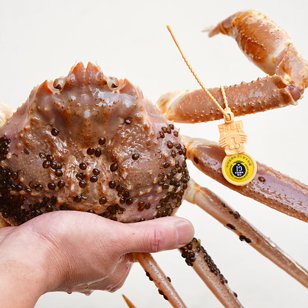 特別おまかせコース