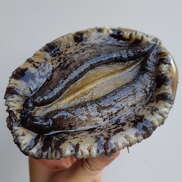 特別おまかせコース