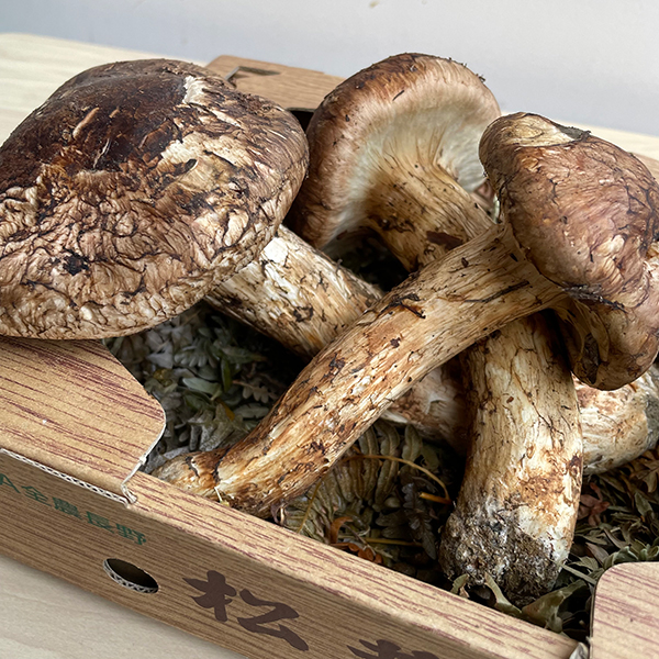 特別おまかせコース